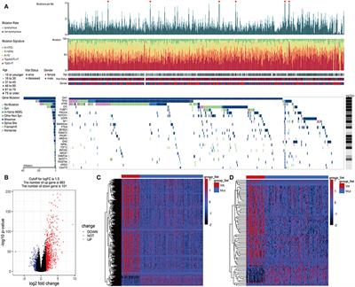 Development and Validation of an IDH1-Associated Immune Prognostic Signature for Diffuse Lower-Grade Glioma